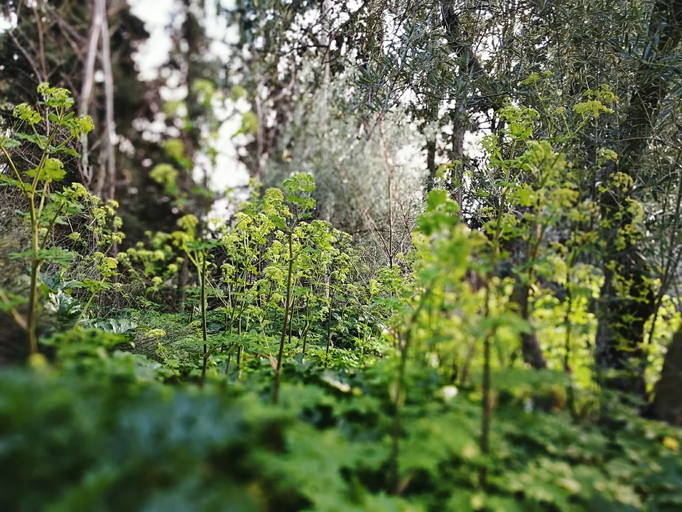 Vegetación verde de un bosque iluminada por la luz del sol