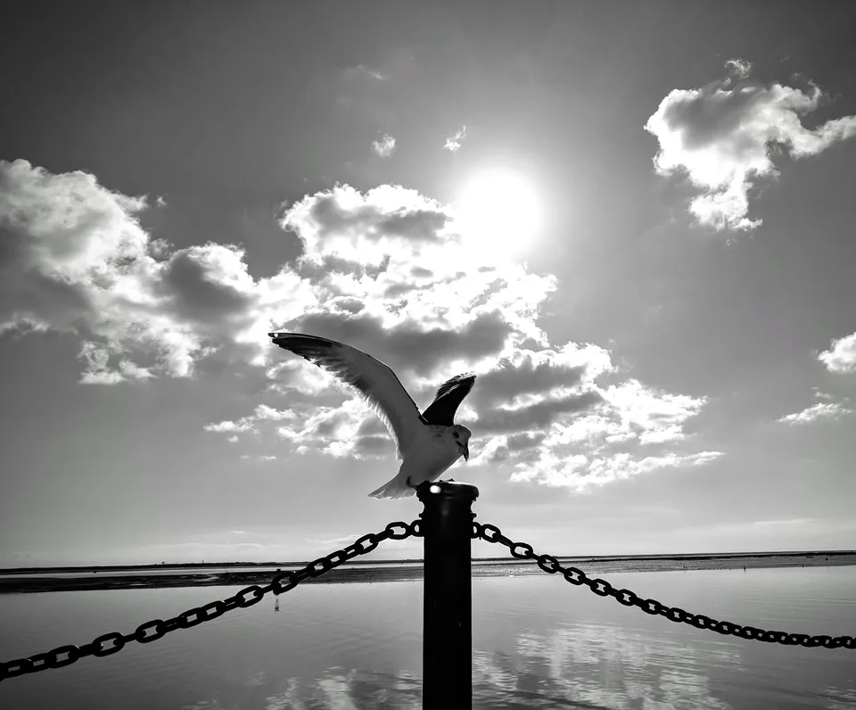 Gaviota en vuelo sobre cadenas junto al mar, en blanco y negro