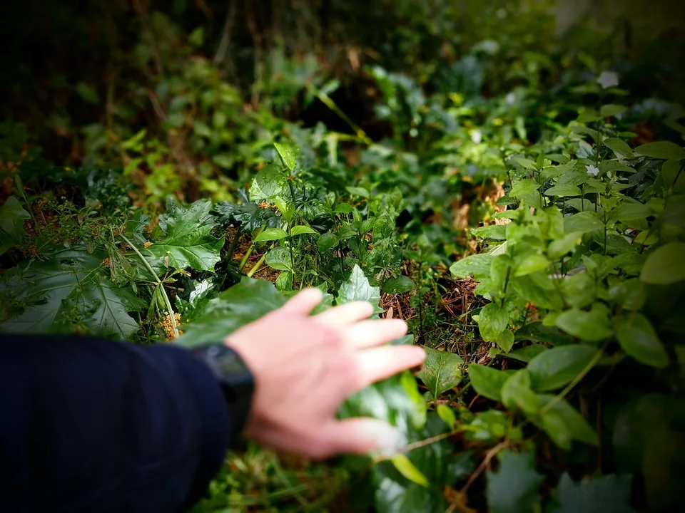 Una mano extendida hacia la vegetación de un sendero