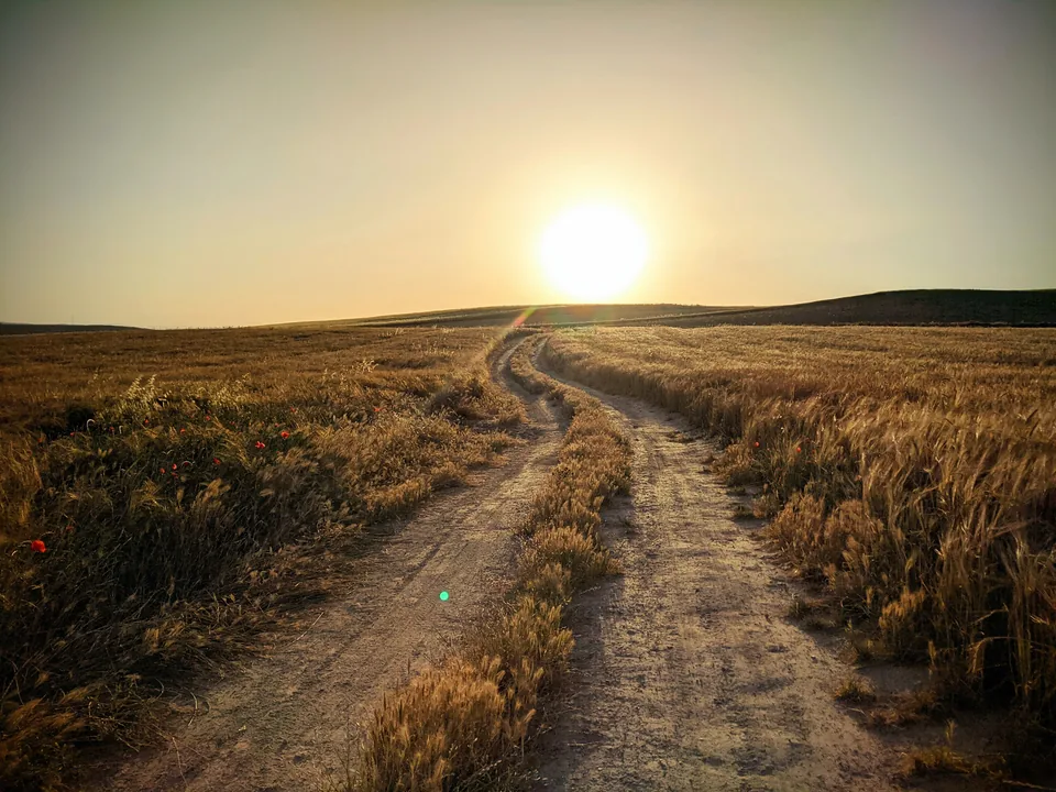 Camino entre hierbas doradas que conduce hacia el sol al atardecer