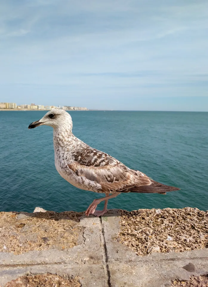 Gaviota sobre un muro de piedra frente al mar azul