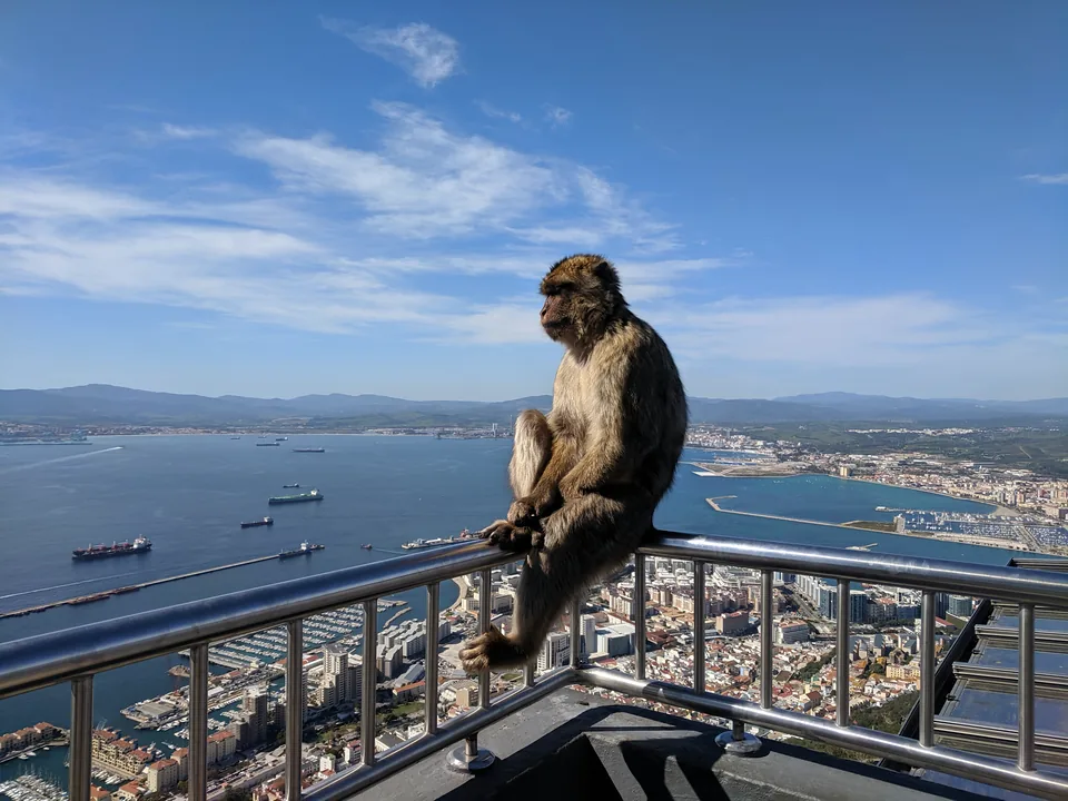 Macaco junto a una barandilla con la bahía y barcos al fondo