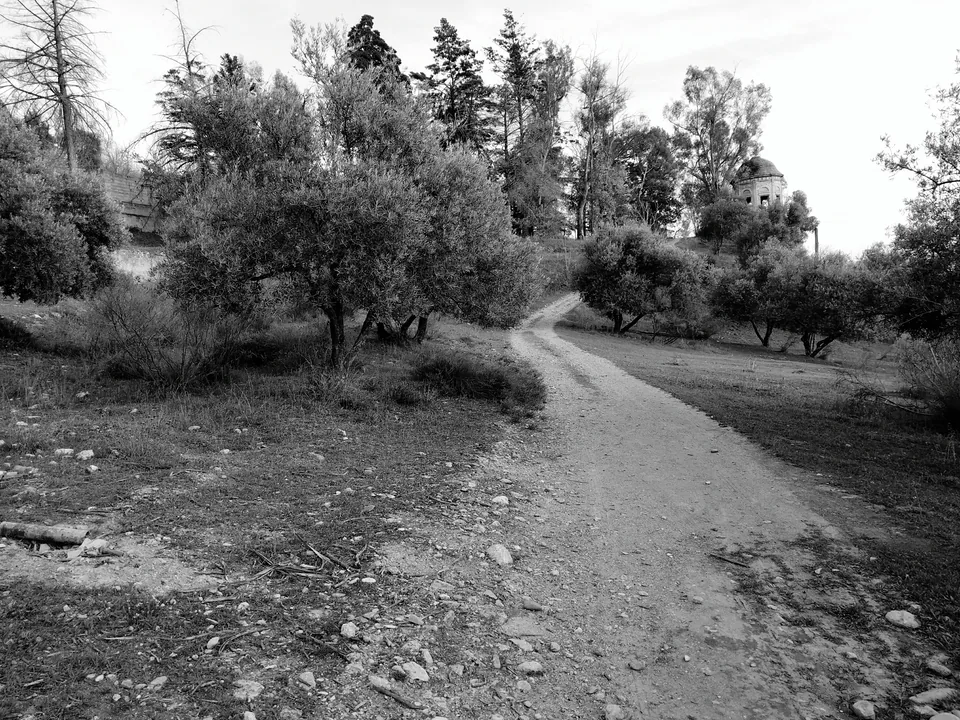 Sendero entre árboles, fotografiado en blanco y negro