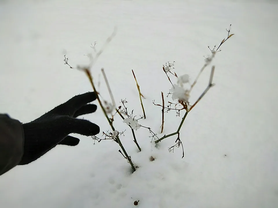Sombra de una mano sobre unas flores y una pared clara