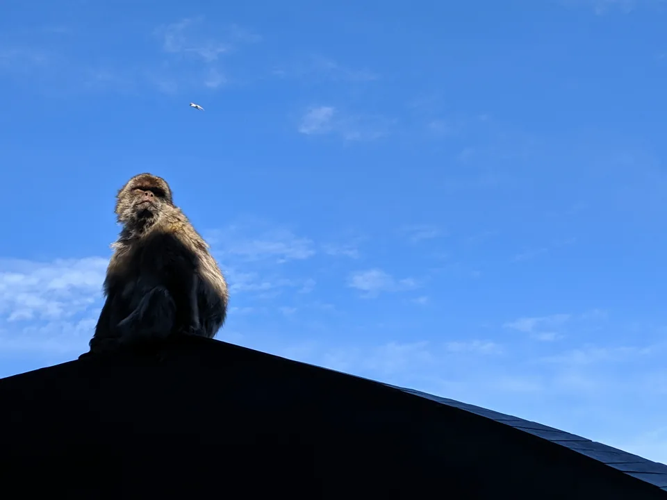 Macaco sentado en un tejado en sombra bajo un cielo azul