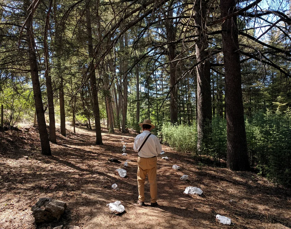 Persona caminando entre los pinos de un bosque